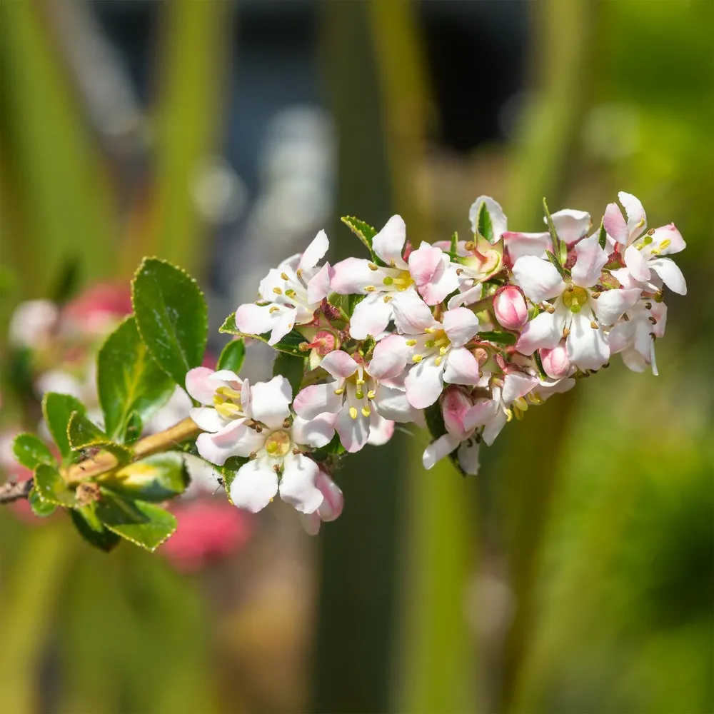Escalonia apple blossom - le pot / 2l / hauteur livrée 25-30cm