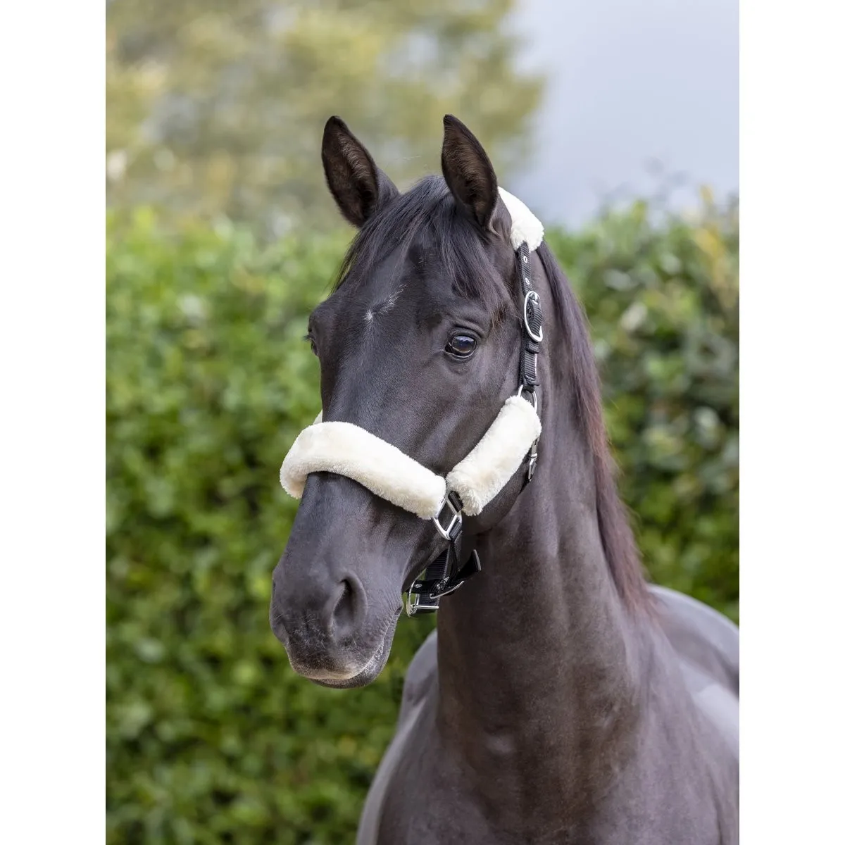 Licol LeMieux Confort pour cheval