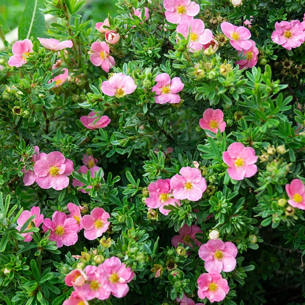 Potentille bellissima - le pot / 8cm / hauteur livrée 20-30cm